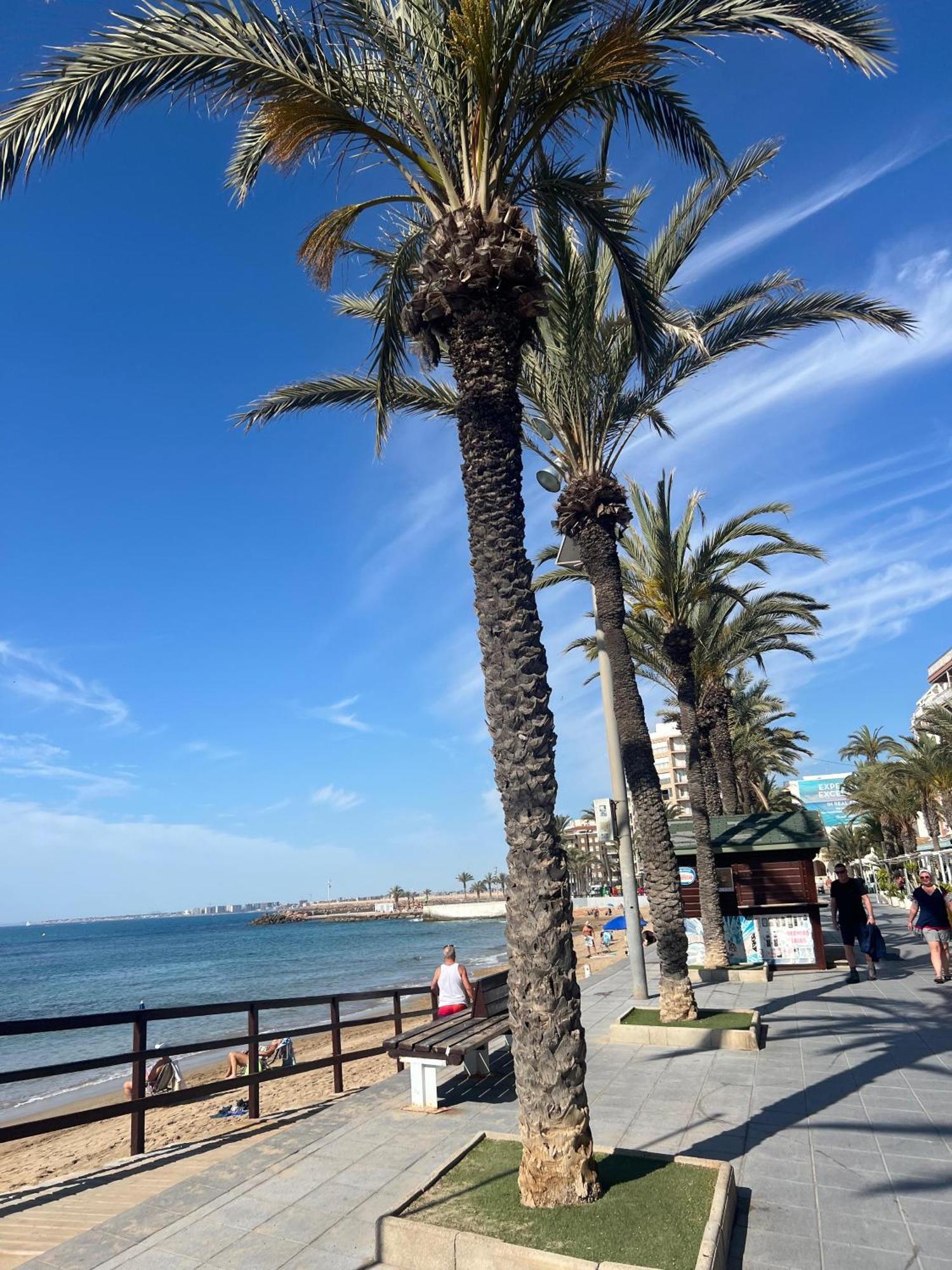 Appartement Torrevieja Alicante Eksteriør bilde